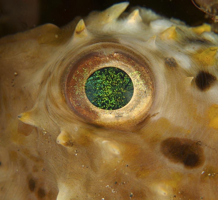 Ananda