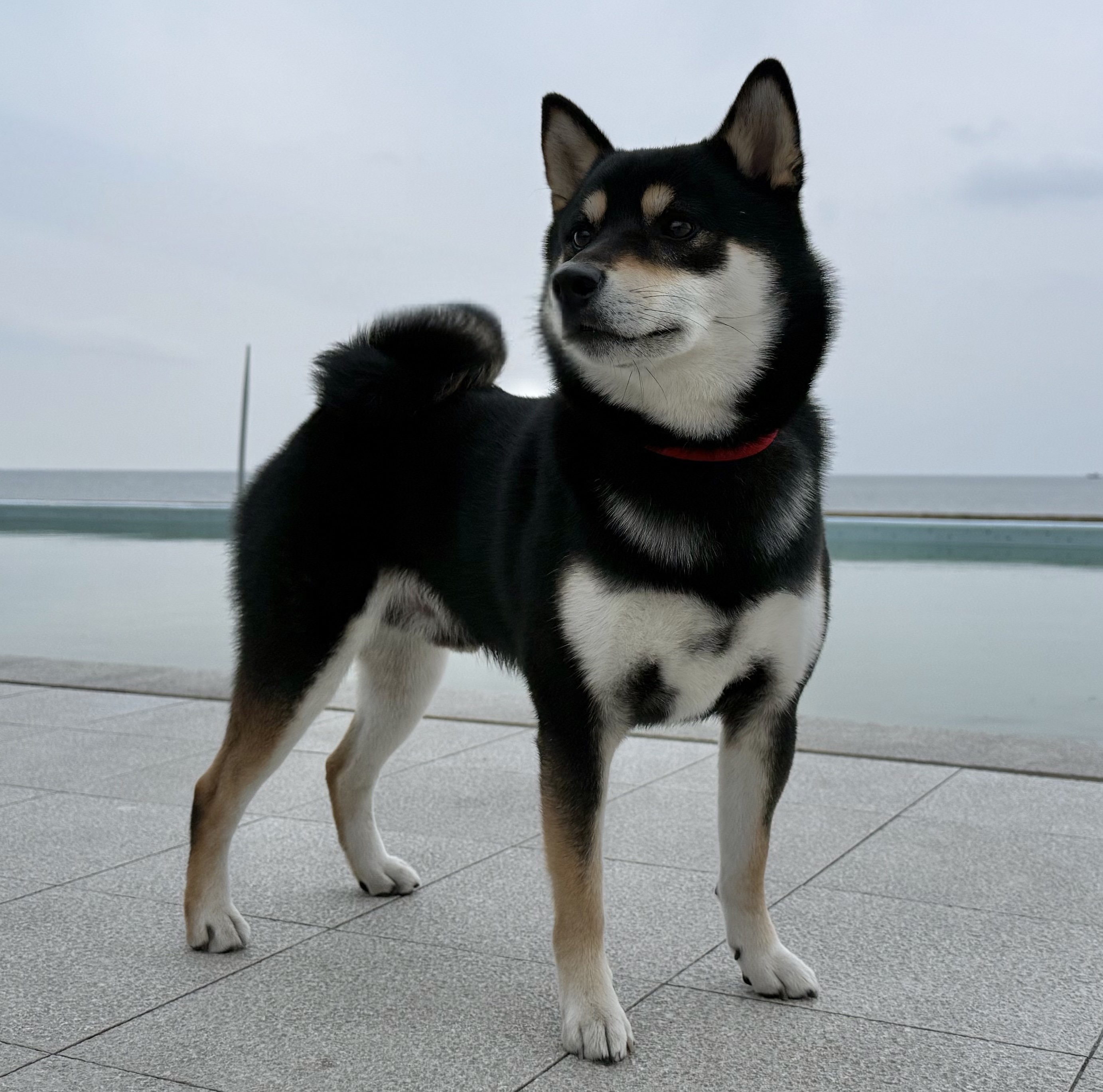 大包子