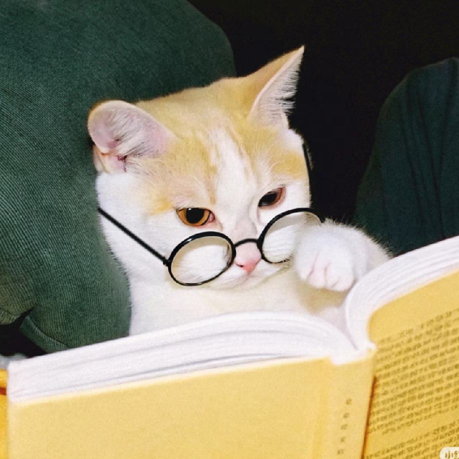 猫猫在读书