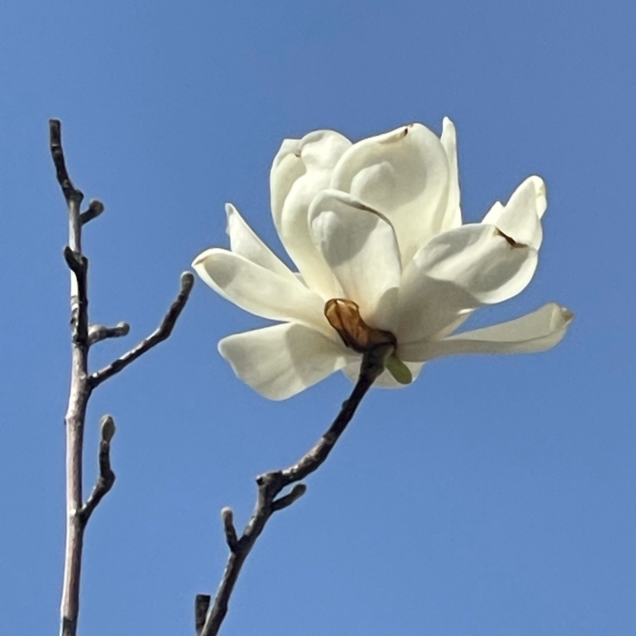 人机饼干