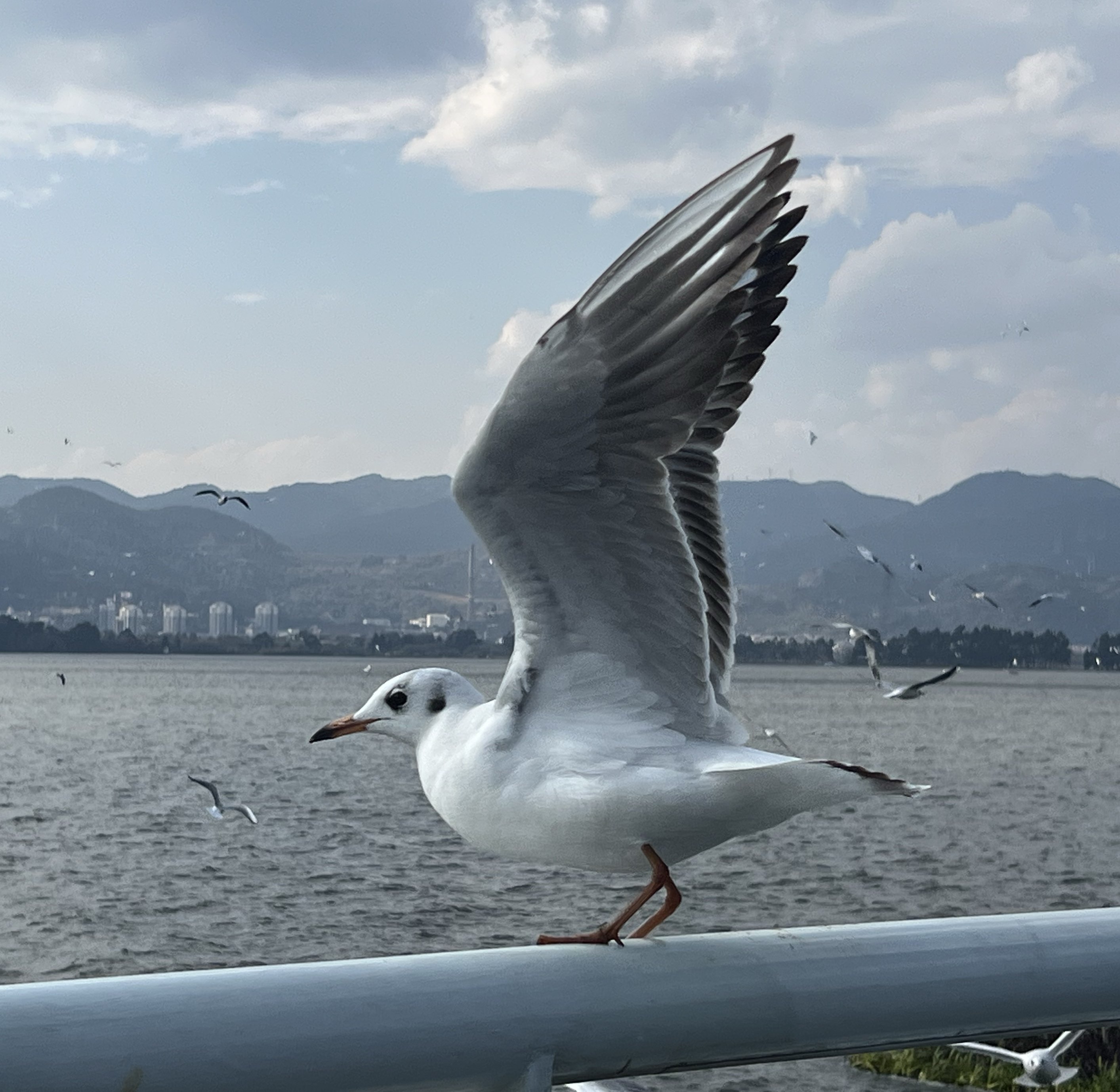 某某