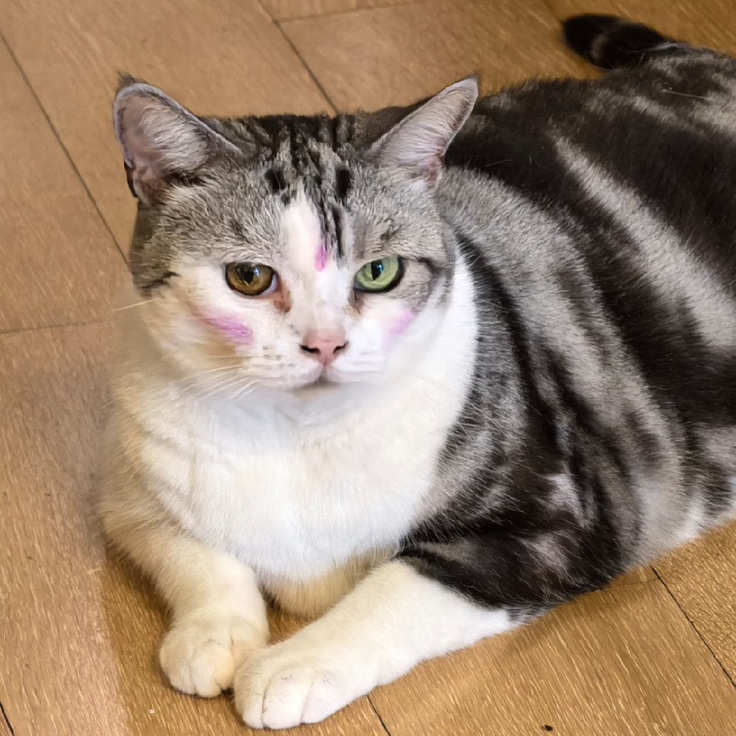 不会看书的猫不是好狗