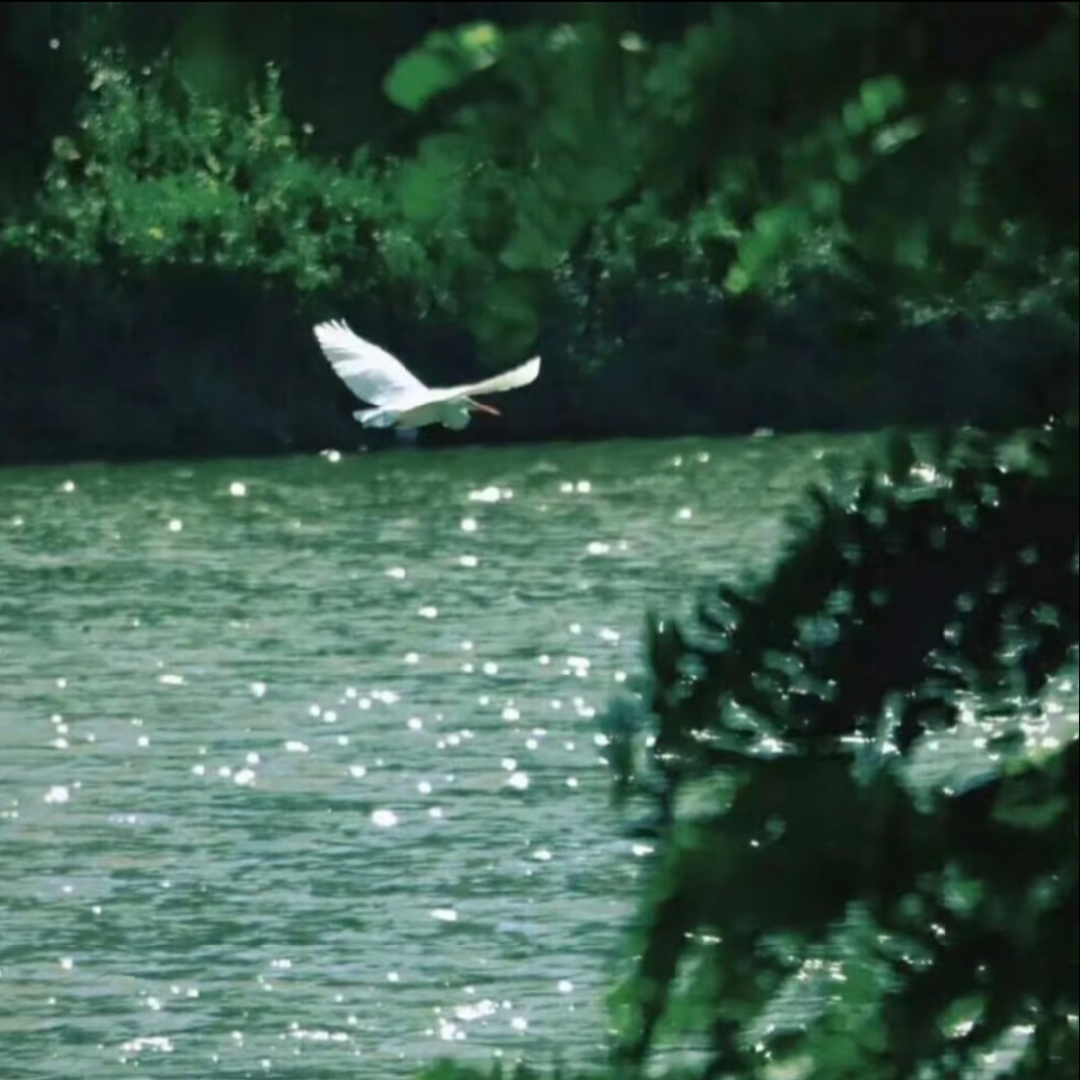 奇诺比奥在汲取知识