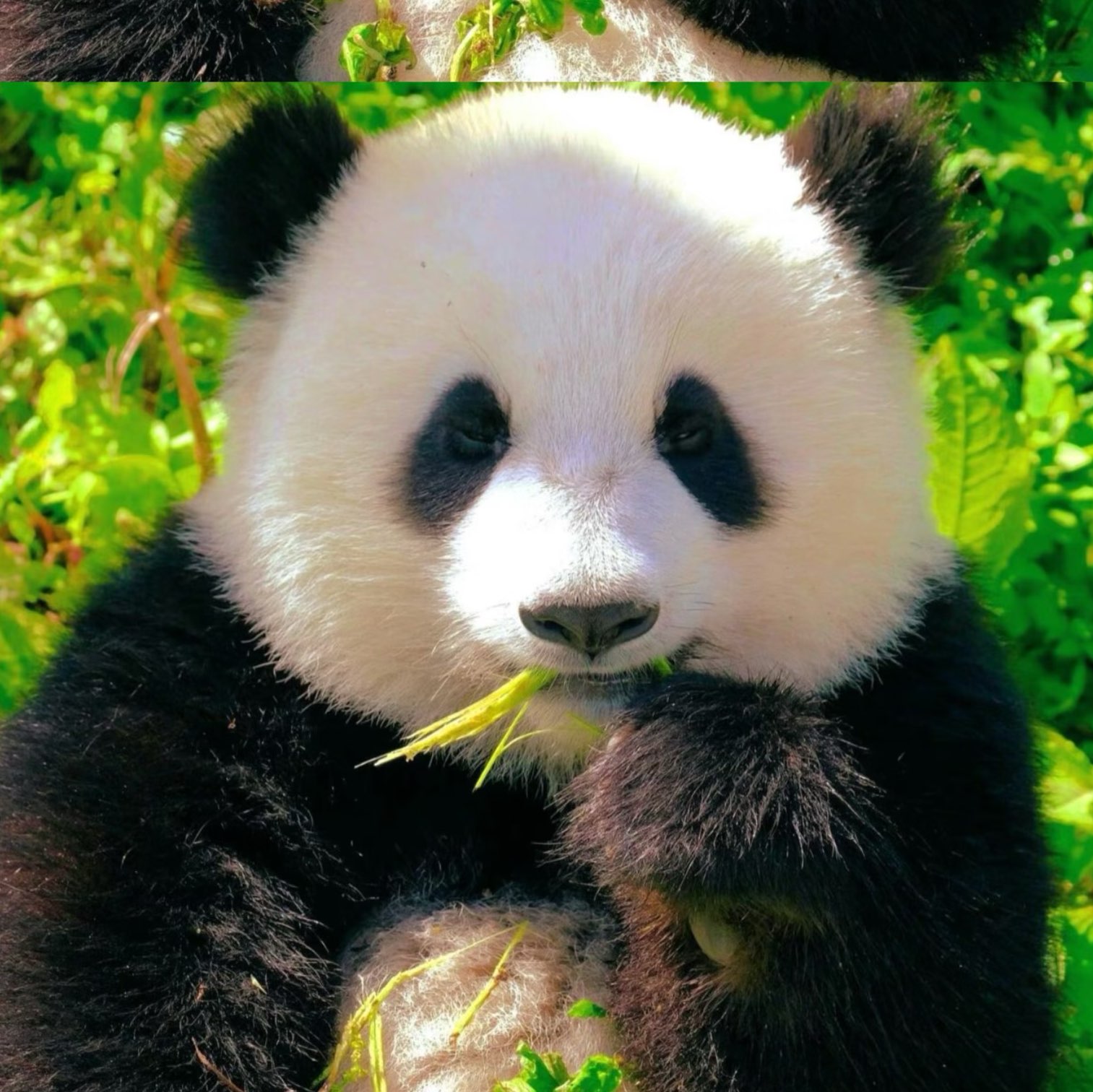 小熊猫🐼