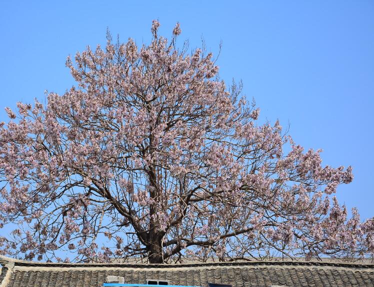 北方的院落,梧桐是最常见的.