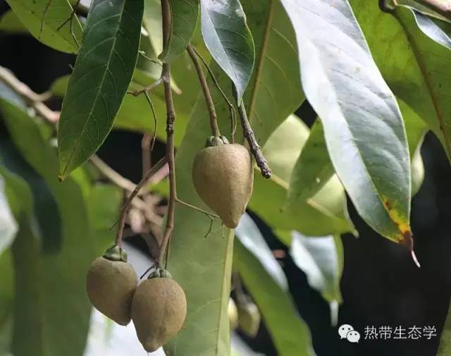 Vatica Rassak 热带亚洲的巨人——龙脑香科植物