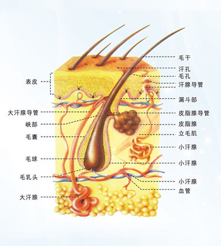 01 关于毛发,需要知道哪些生物学知识?
