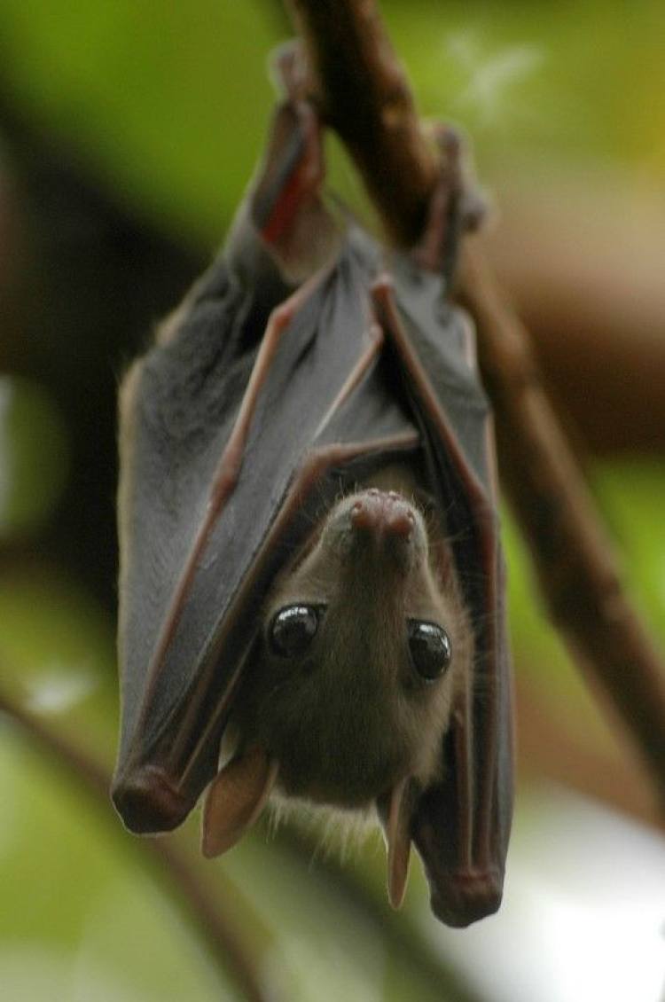 中国本土蝙蝠图片
