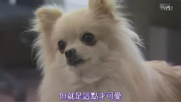 一只拥有七个名字的狗