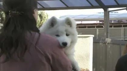 一只拥有七个名字的狗