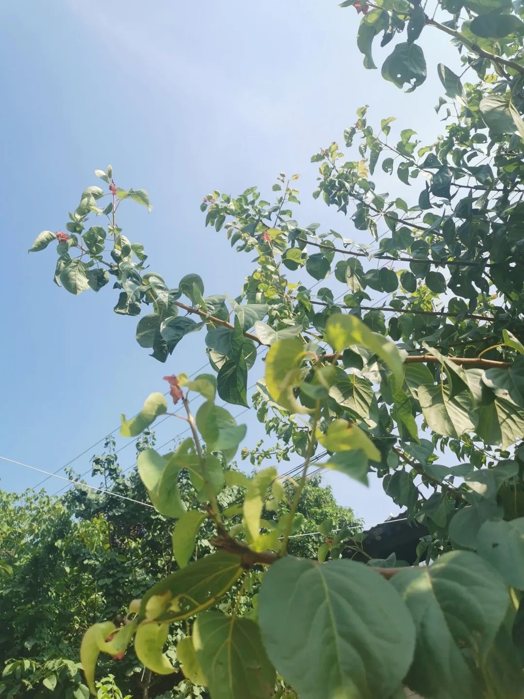 立秋 | 风动叶落,草木香
