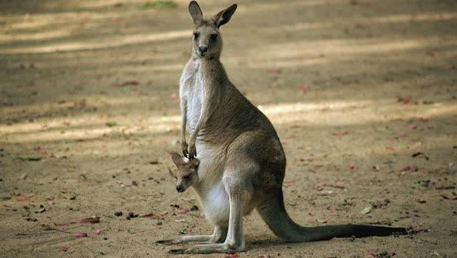 04 袋鼠型——喜欢照顾人的"老妈子"