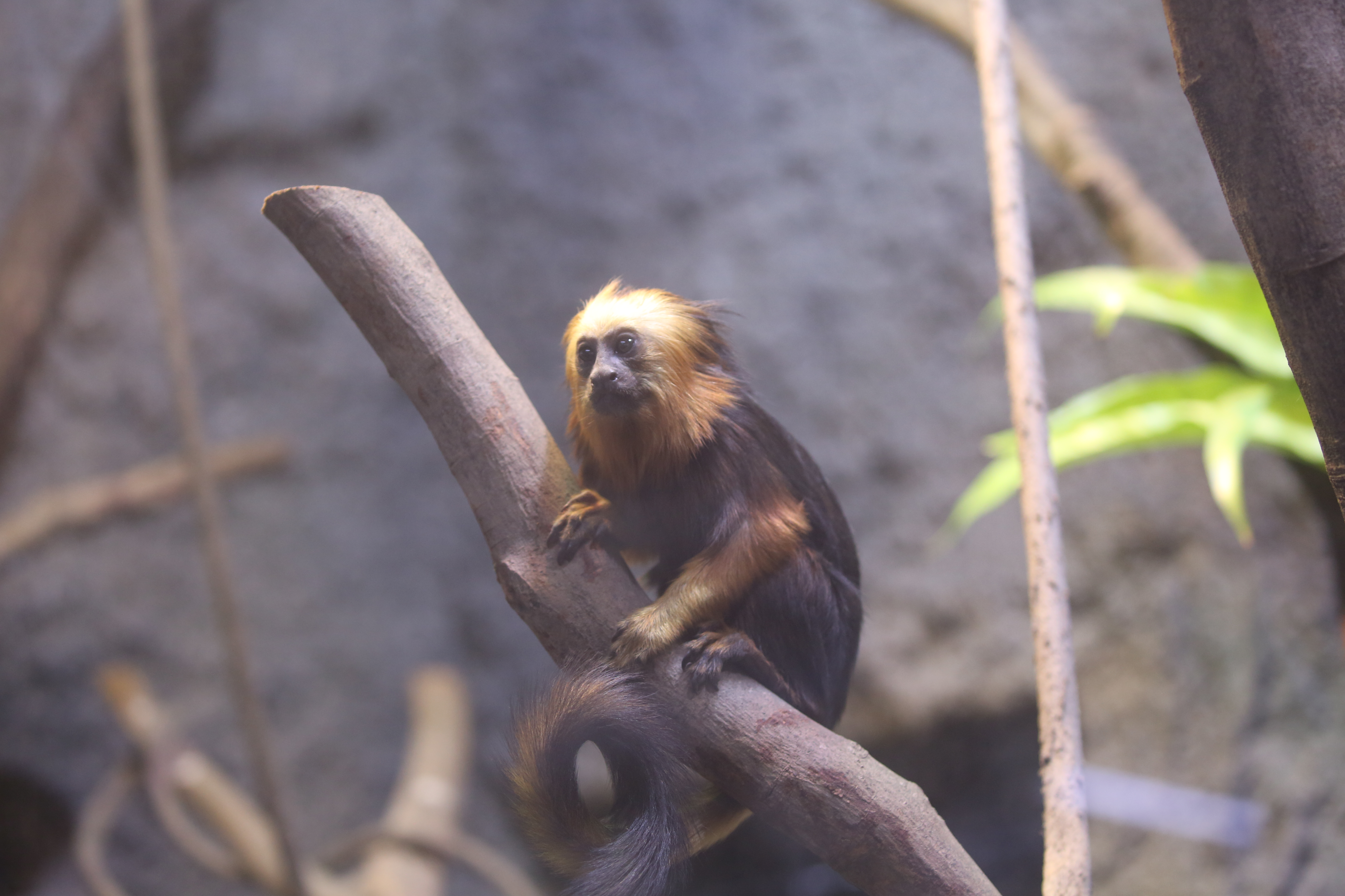 1.2 物种保护|现代动物园如何保护野生动物的基因?