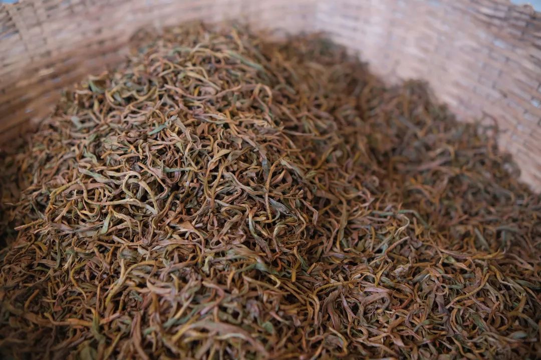 在云南,百年古树红茶的治愈力