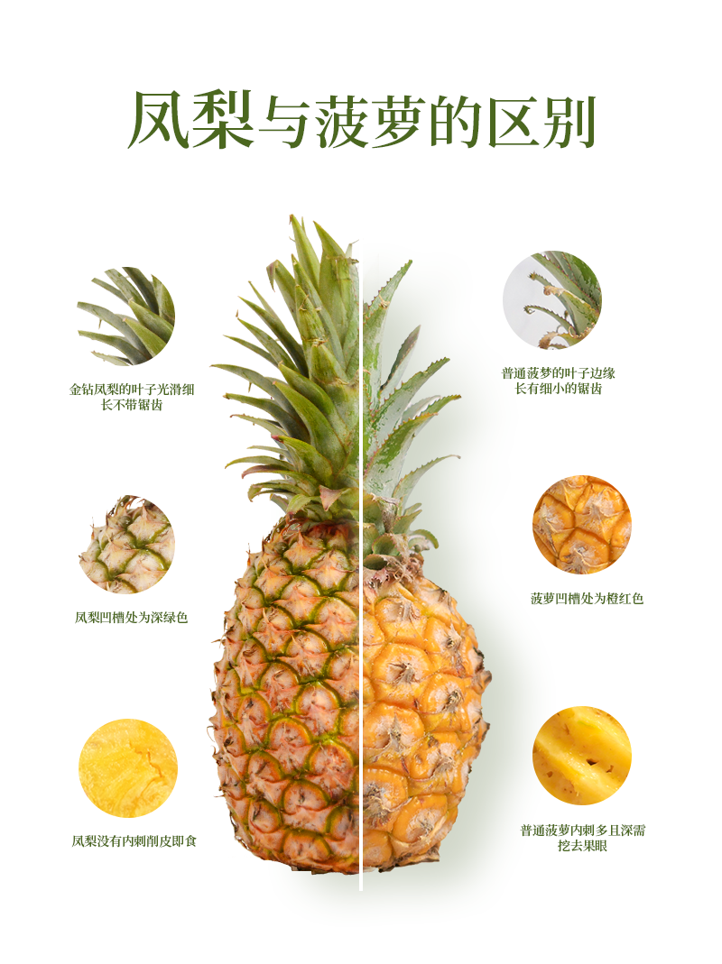 凤梨是什么季节的水果?