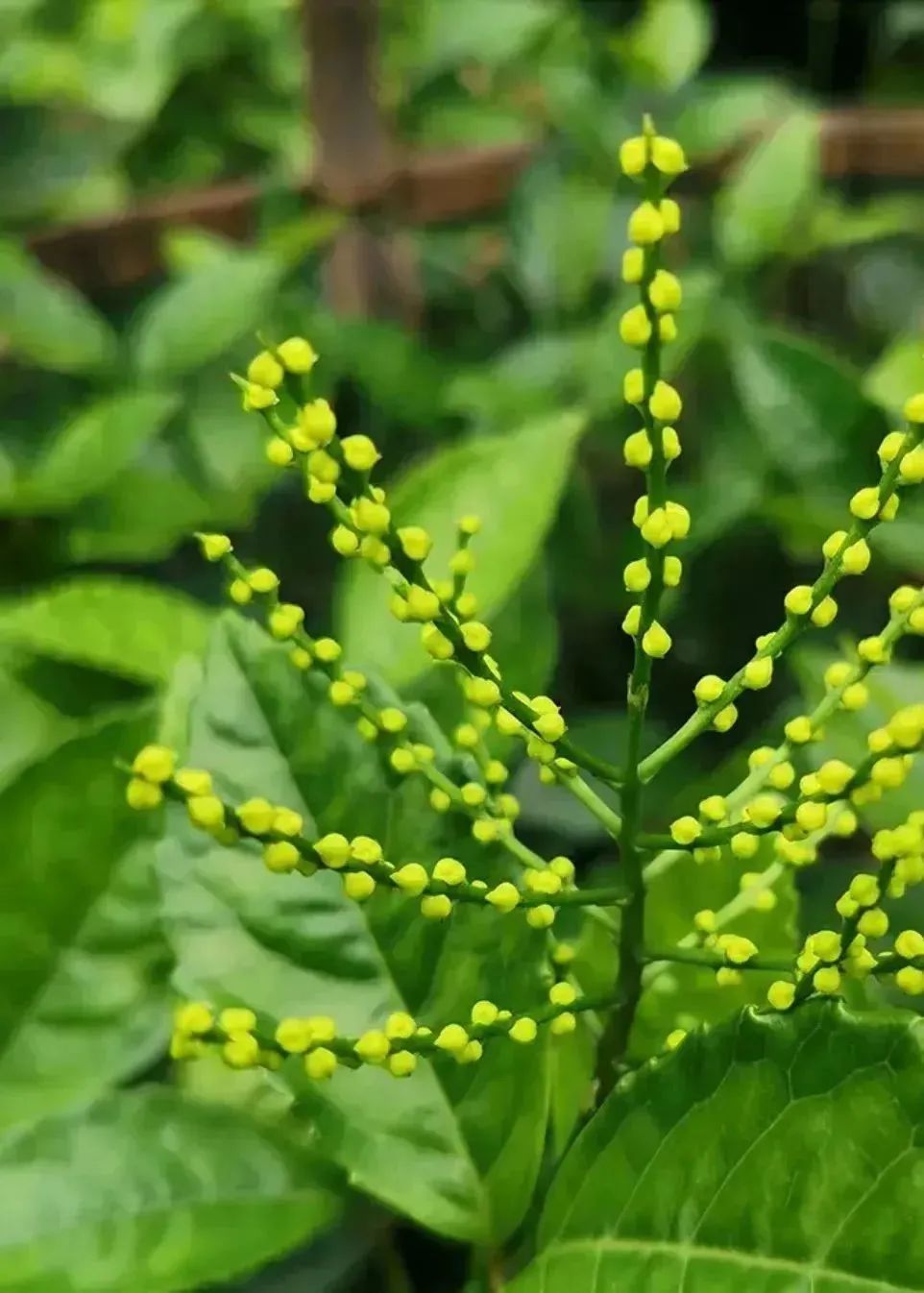 清者,花中“芷若”有珠兰