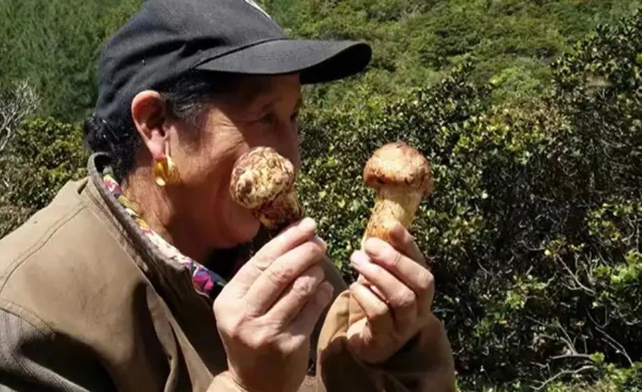 价格低谷,终于“松茸自由”?
