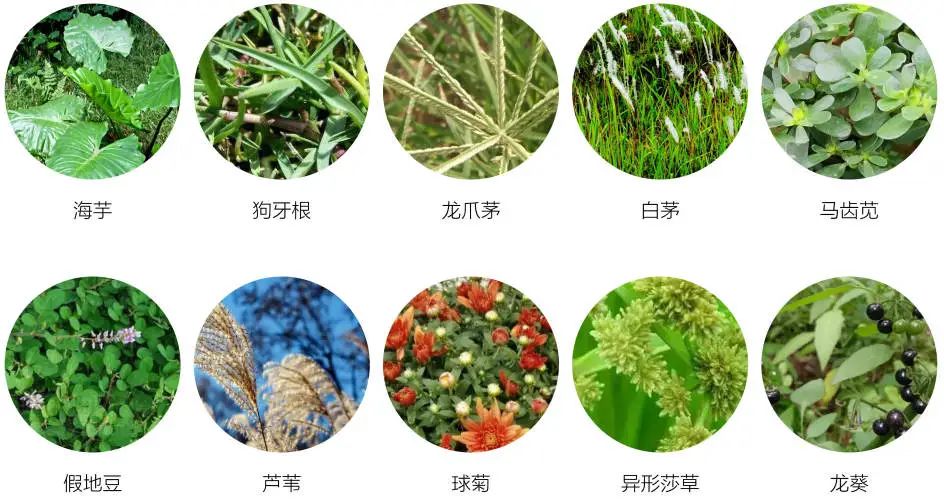 这个深圳的公园不种树,每株植物都是自然的意愿