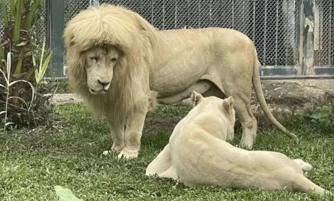 阿杭成名記一頭髮型獅如何成為動物頂流