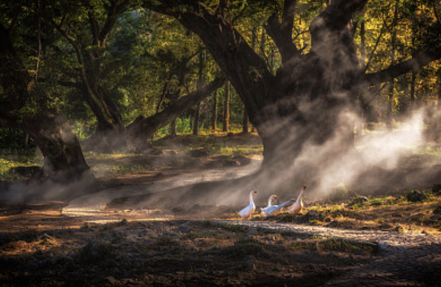 庄周梦蝶、北冥有鱼,国学经典《庄子》有多吸引孩子?