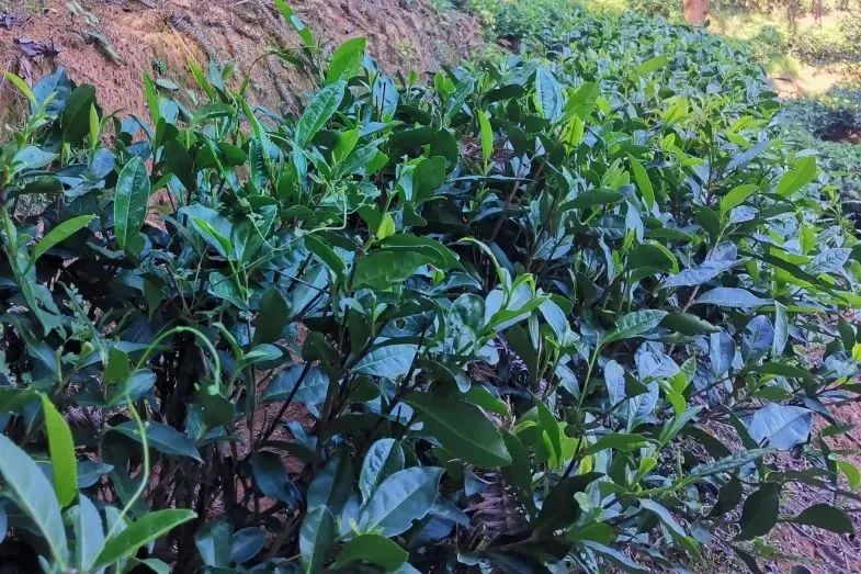 菜茶在建阳,松溪,柘荣等地均有种植,但柘荣高山白茶以其微妙的品种香