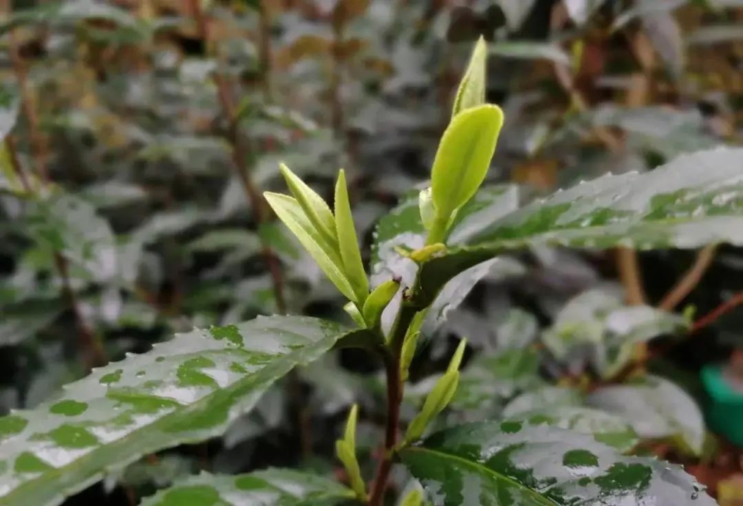 从水月茶到碧螺春一杯春茶的传奇往事录