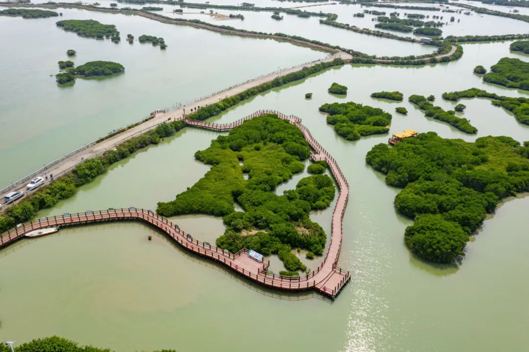 走进红树林，解锁“海岸卫士”的生态秘密