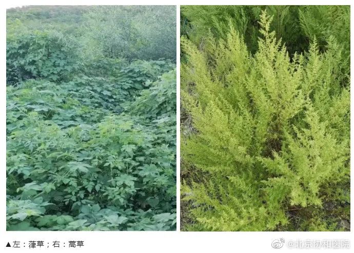 春季的罪魁祸首更容易识别:4月悬铃木(也就是梧桐树)开花时,花粉恰好