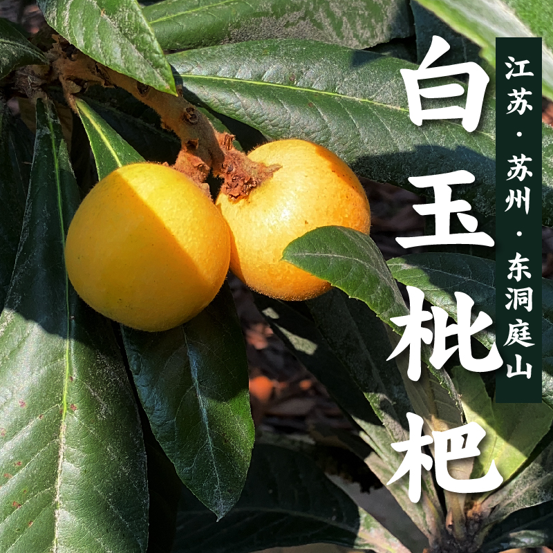 最佳节礼,为什么是一筐枇杷?