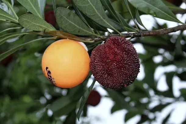 江浙连阴雨,今年还能"杨梅自由"吗?