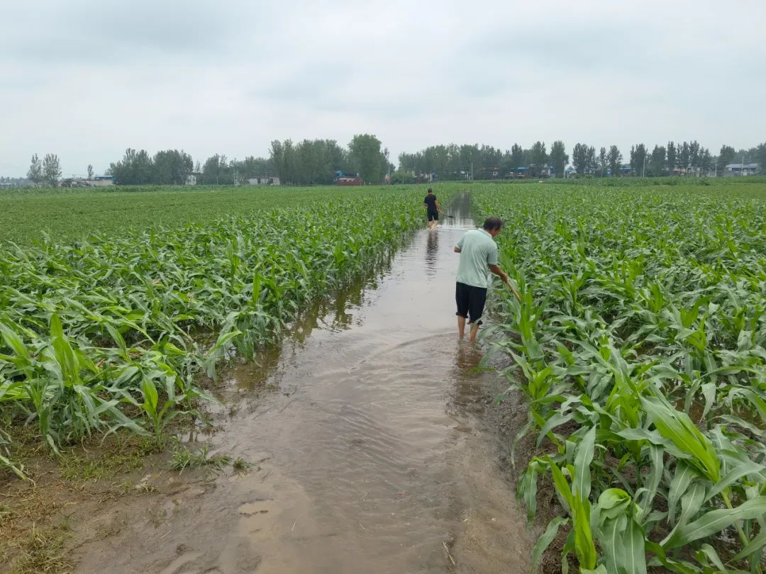大旱后暴雨,河南农户浇水抢回来的庄稼又淹了