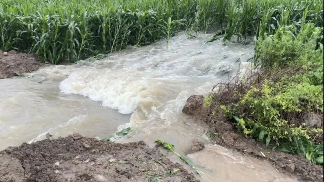 大旱后暴雨,河南农户浇水抢回来的庄稼又淹了
