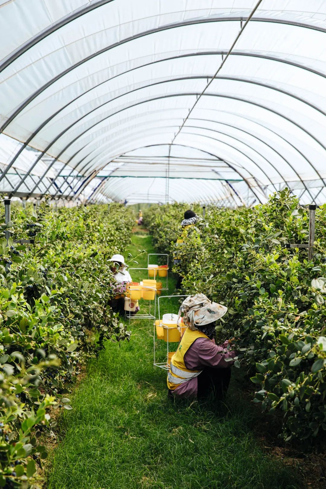 盆栽蓝莓是云南蓝莓种植发展中的一次重要变革类似的问题也发生在前几